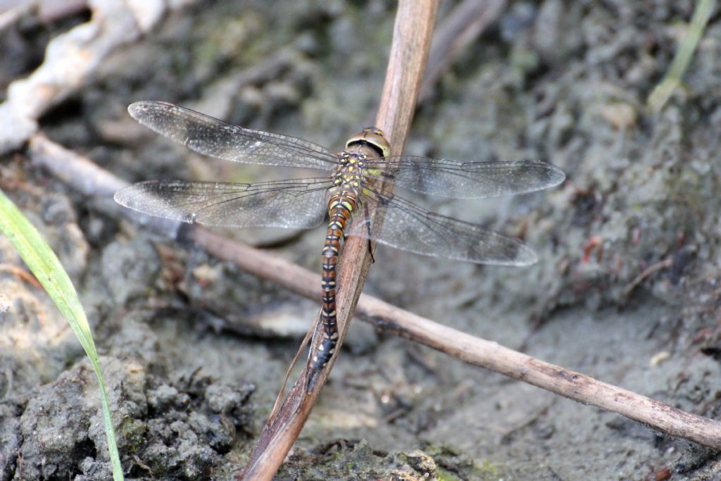 Aeshna mixta,  femmina